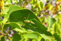 Leptophyes punctatissima