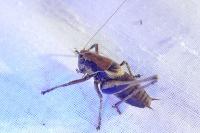 Pholidoptera griseoaptera