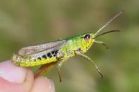 Pseudochorthippus parallelus