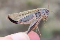 Platycleis albopunctata