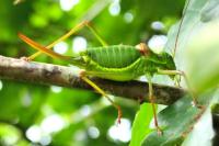 Ephippiger diurnus