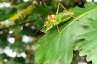 Ephippiger diurnus