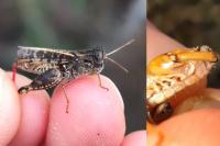 Calliptamus barbarus