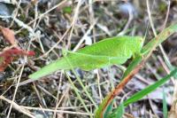 Phaneroptera nana