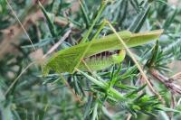 Phaneroptera falcata