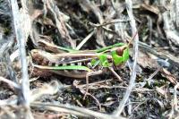 Stenobothrus stigmaticus