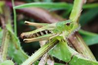 Pseudochorthippus parallelus
