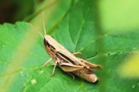 Euchorthippus elegantulus
