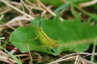 Mecostethus parapleurus