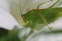 Phaneroptera nana