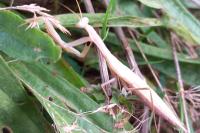Mantis religiosa