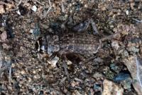 Eumodicogryllus bordigalensis