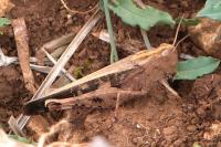 Aiolopus strepens