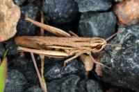 Euchorthippus elegantulus