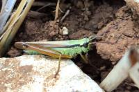 Mecostethus parapleurus