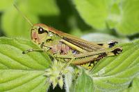 Stethophyma grossum