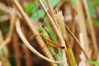 Mecostethus parapleurus