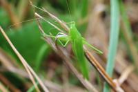 Ruspolia nitidula