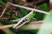 Pseudochorthippus parallelus