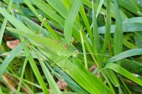 Phaneroptera nana