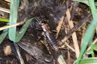 Nemobius sylvestris