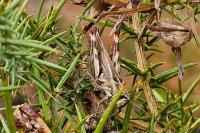 Gomphocerippus armoricanus