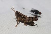 Pezotettix giornae