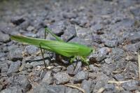 Ruspolia nitidula