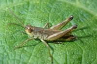 Pseudochorthippus parallelus