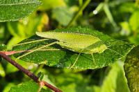 Phaneroptera nana