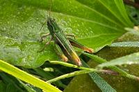 Chorthippus dorsatus