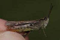 Gomphocerippus biguttulus