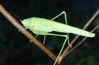 Phaneroptera nana