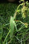 Tettigonia viridissima