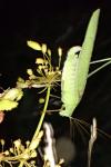 Phaneroptera falcata