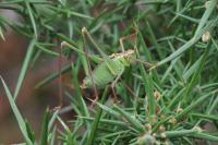 Leptophyes punctatissima