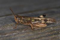 Aiolopus thalassinus