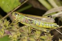 Stethophyma grossum