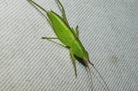 Ruspolia nitidula