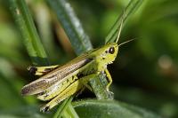 Stethophyma grossum