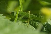 Phaneroptera nana
