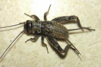 Eumodicogryllus bordigalensis