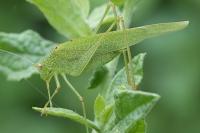 Phaneroptera nana