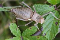 Uromenus rugosicollis