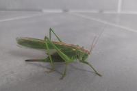 Tettigonia viridissima