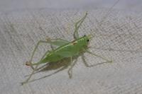 Meconema meridionale