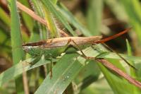 Conocephalus fuscus