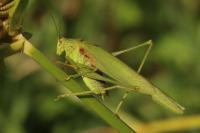 Phaneroptera nana