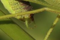 Phaneroptera nana