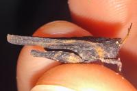 Tetrix subulata